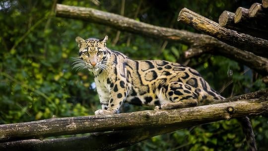 Clouded leopard in tree