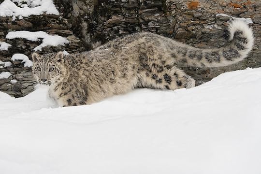 Snow leopard in snow