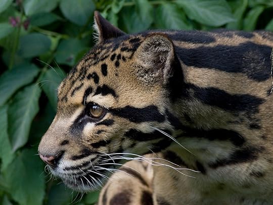 Clouded leopard