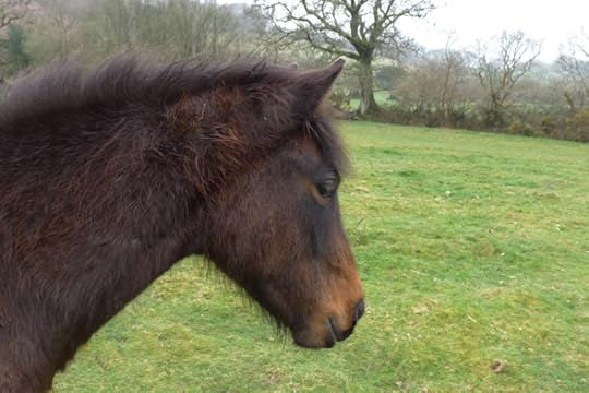 A Dartmoor pony on Meldon Commons