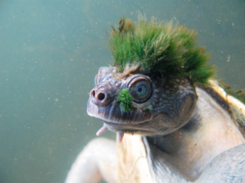 mary river turtle