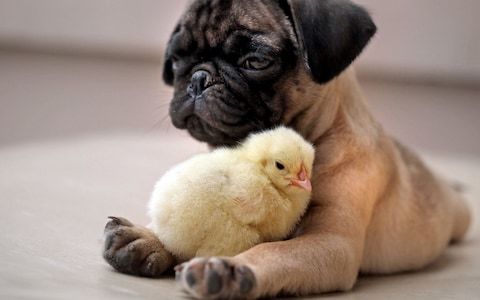 Image result for unlikely animal friends