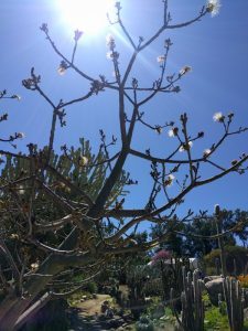 shaving brush tree