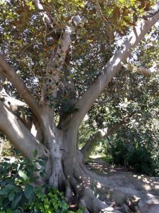 banyan