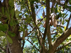 sausage tree