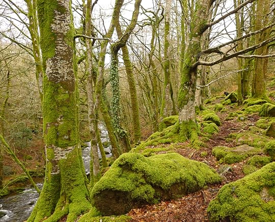 Plymbridge Woods 7