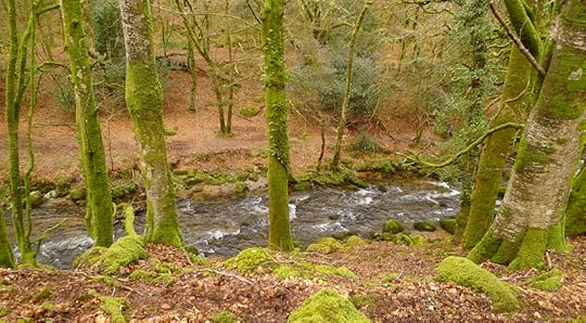 Plymbridge Woods 9