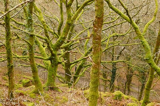 Plymbridge Woods 10