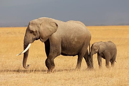 African elephant