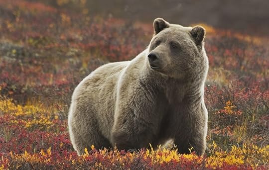 Grizzly bear in Denali
