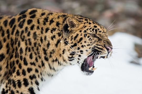 Amur leopard