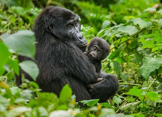 Mountain gorilla with baby