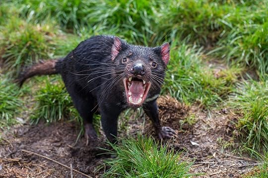 Tasmanian devil being feisty