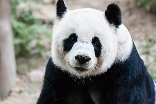 Giant panda