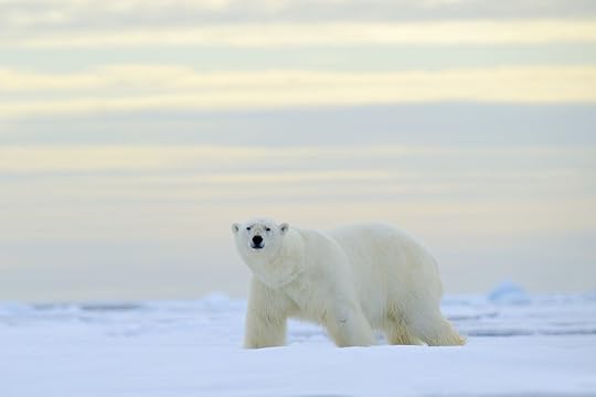 Polar bear on ice
