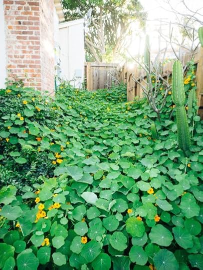 Edible Ground Covers for Vegetable Gardens