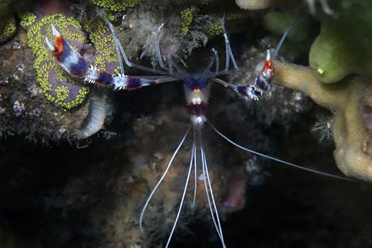 Stenopus Shrimp_8964 cmp1