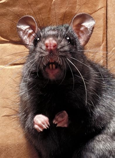 Rat photo IMG_7735_zpssbzix7f5.jpg