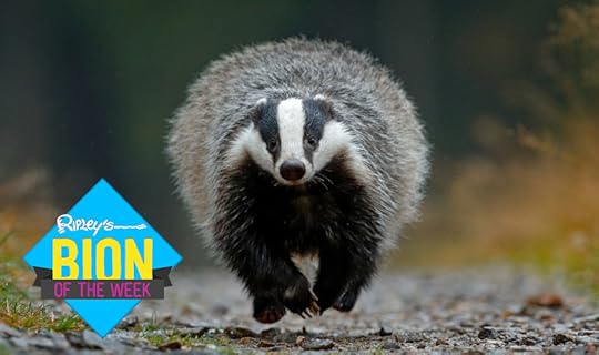 badger