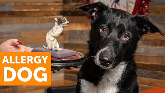 dog allergic to humans