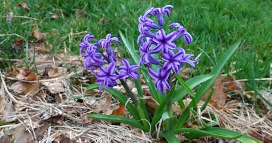 Spring flowers in the yard