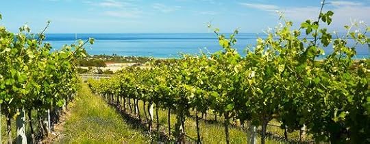 vineyard on the coast