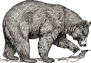 Black bear drawing, artist unknown