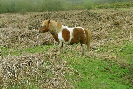 Dartmoor pony