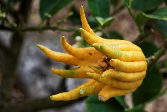 Buddha's hand fruit