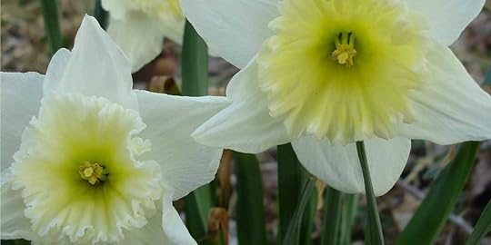 Daffodils