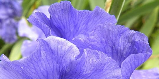 Purple Iris
