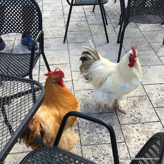 fat chickens at John Watling's Distillery in Nassau, Bahamas