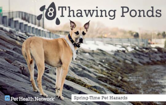 8-thawing-pondcaitkimball_0.png