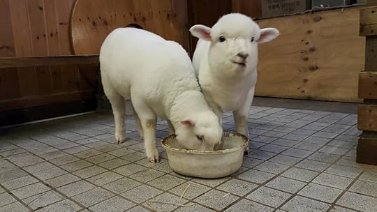 Thanks Nature Cafe with sheep