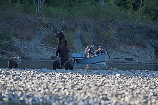 Bear watching