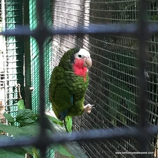 Bahama Parrot at Adrasta Gardens, Zoo & Conservation Centre in Nassau, Bahamas