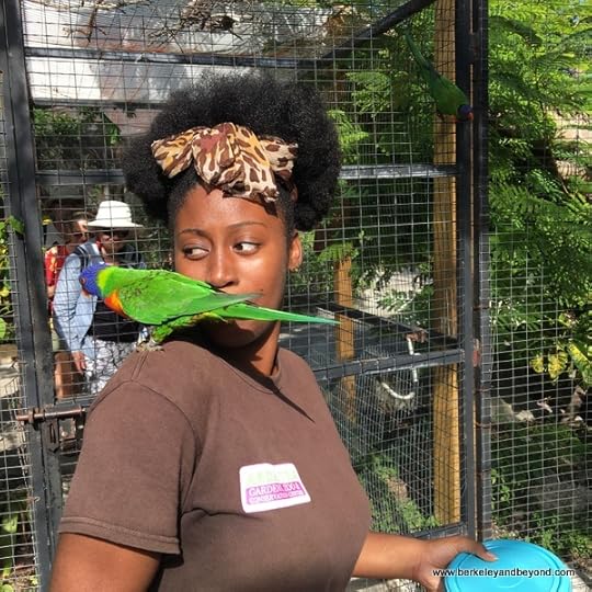 colorful lorry plus keeper Bonnie at Adrasta Gardens, Zoo & Conservation Centre in Nassau, Bahamas