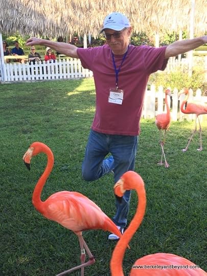 visitor interaction with flamingos during the show at Adrasta Gardens, Zoo & Conservation Centre in Nassau, Bahamas