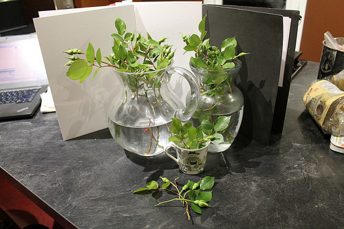 gathering rosebuds while I may