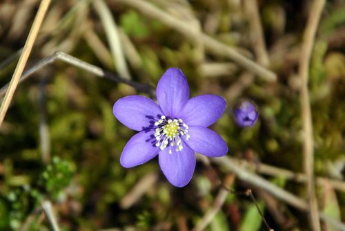 Blåsippa (5)