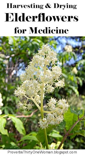 Elderberry Medicine