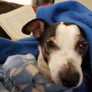 Earl Grey Editing, Dewey's Readathon, dogs, dogs and books