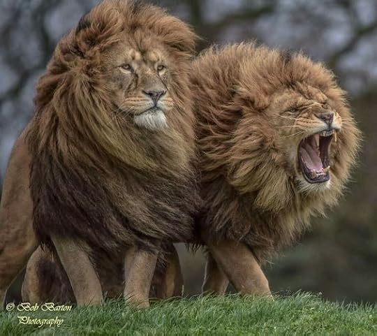 two huge lions