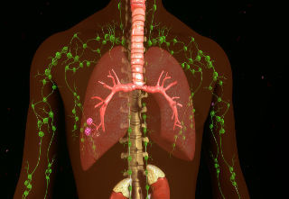 Inline_Lymphatic Health.jpeg