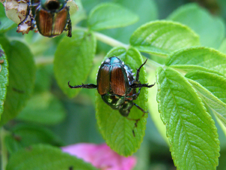 MGK Japanese Beetle