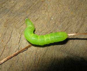MGK Cabbage Worm