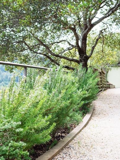 Boost Your Brain Power: Sniffing Rosemary Can Make You Smarter