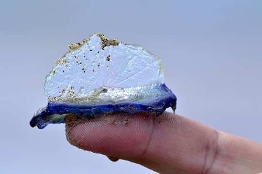 velella