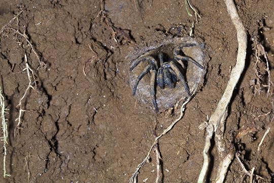 oldest spider