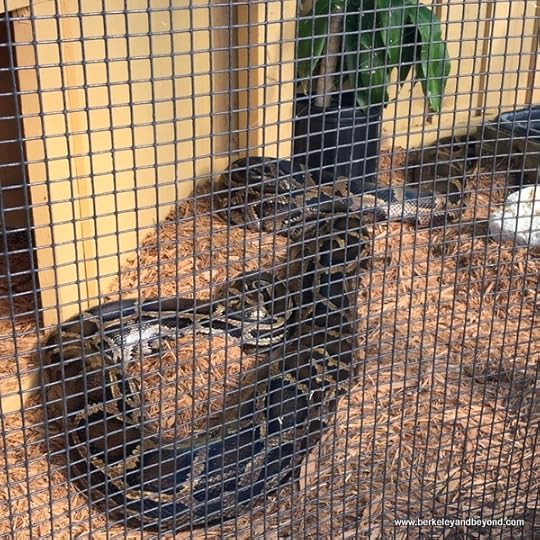 python in zoo at Sawgrass Recreation Park in Weston, Florida